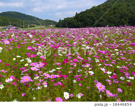三田市波豆川のコスモス畑 三田市波豆川のコスモス畑 38446854