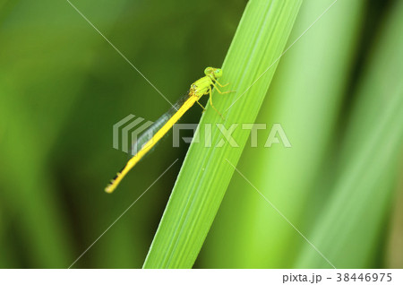 キイトトンボ 38446975