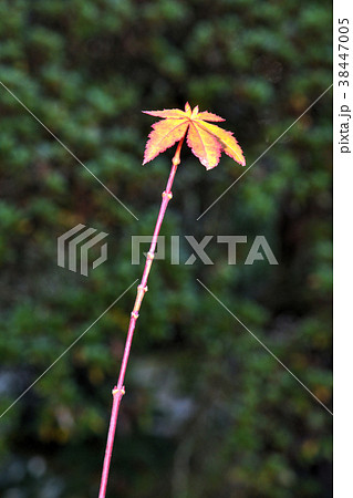 即宗院の紅葉 即宗院の紅葉 38447005