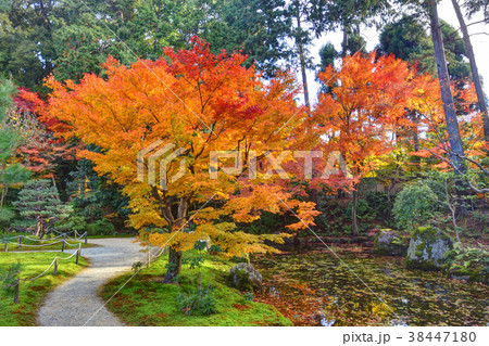 即宗院の紅葉 38447180