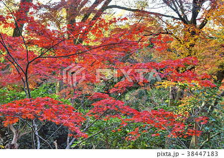 即宗院の紅葉 38447183