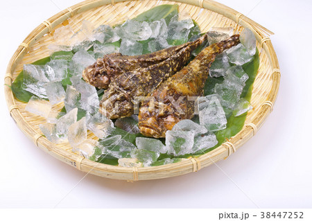 オコゼ 食材 オコゼ 食材 38447252