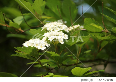 会津下野 会津下野 38447840