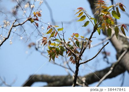 はぜの木 38447841