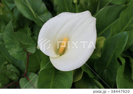 白いカラーの花の写真素材