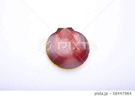 ツキヒガイ 食材 ツキヒガイ 食材 38447964