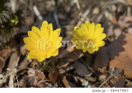 福寿草 38447997