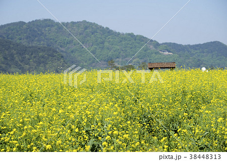 菜種 花 風景 38448313