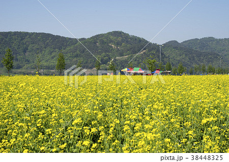 菜種 花 風景 38448325