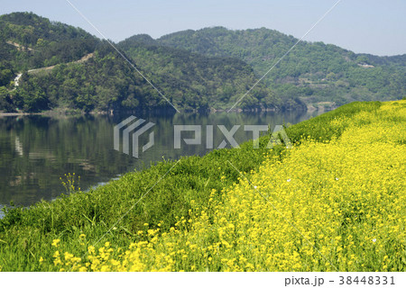 菜種 花 川 38448331