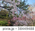 桜のある風景 38449488
