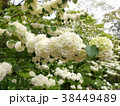 おおてまり 38449489