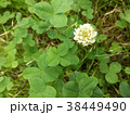 四ツ葉のクローバー 38449490