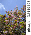 桜と空 38449493