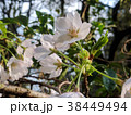 桜 38449494