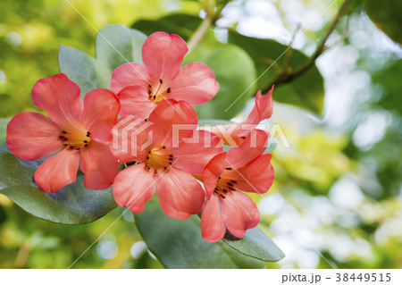 ビレアシャクナゲ ビレアシャクナゲ 38449515
