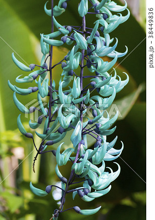 ヒスイカズラ ヒスイカズラ 38449836