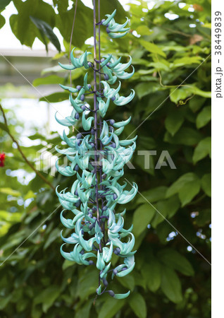 ヒスイカズラ ヒスイカズラ 38449839