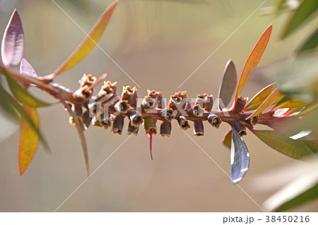 ブラシノキの花後の様子(2月) ブラシノキの花後の様子(2月) 38450216