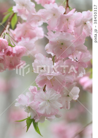 八重紅枝垂れ桜 八重紅枝垂れ桜 38450317
