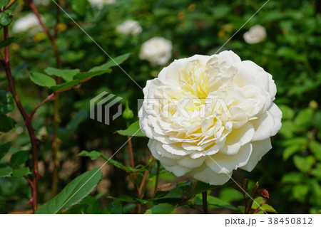 クリーム色が美しいバラ 38450812