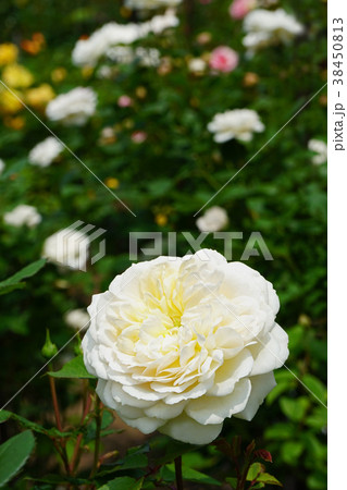 クリーム色が美しいバラ 38450813