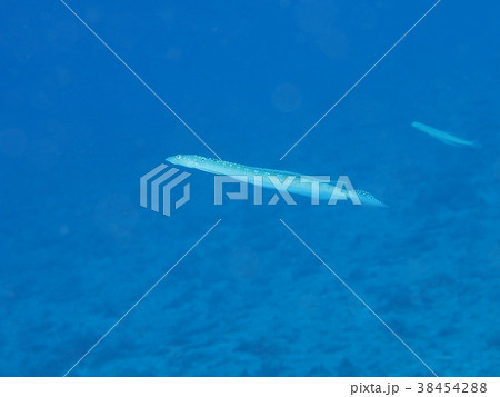 琉球ベラギンポ 琉球ベラギンポ 38454288