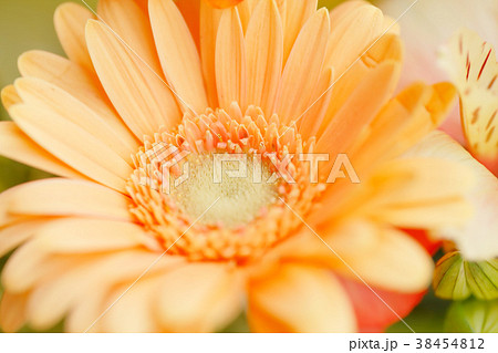 みずみずしい花々 38454812