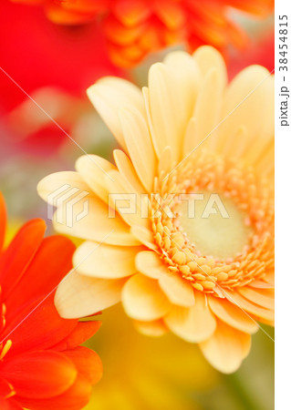 みずみずしい花々 38454815