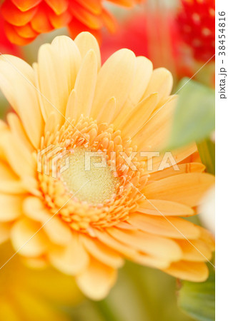 みずみずしい花々 38454816