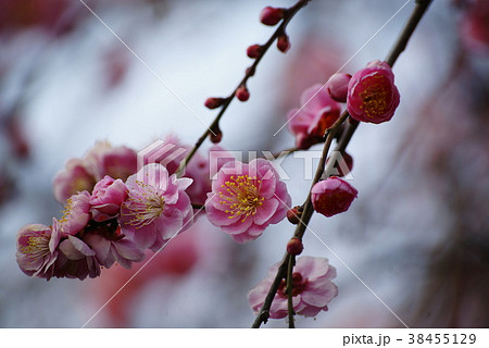 しだれ梅（紅梅） 38455129