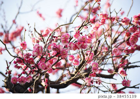 しだれ梅(紅梅) しだれ梅(紅梅) 38455139