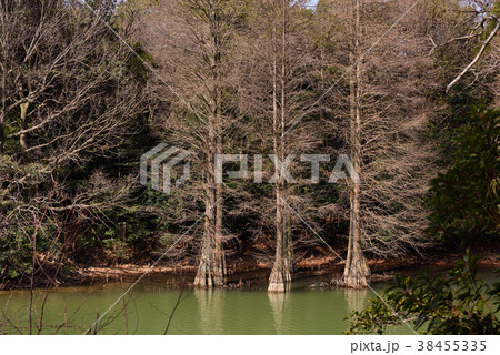 森と池の風景 森と池の風景 38455335