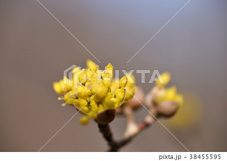 サンシュユ サンシュユ 38455595