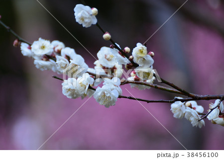 梅の花(八重野梅） 38456100