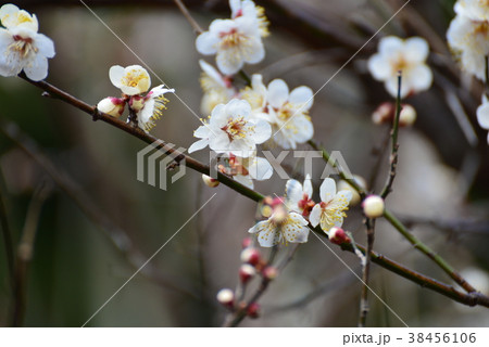 梅の花(一重野梅) 梅の花(一重野梅) 38456106