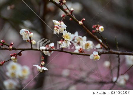 梅の花(一重野梅) 梅の花(一重野梅) 38456107