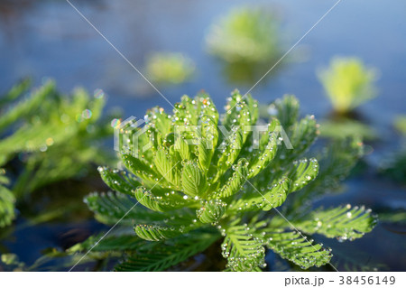 水滴"waterdrop" 水滴"waterdrop" 38456149
