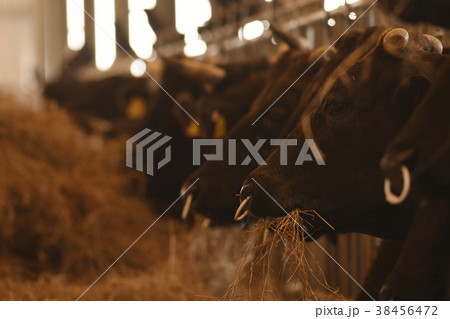 石垣牛 和牛 牛 黒毛和牛 黒牛 干支 丑年 十二支 畜産 家畜 生き物 うし ウシ 石垣牛 和牛 牛 黒毛和牛 黒牛 干支 丑年 十二支 畜産 家畜 生き物 うし ウシ 38456472