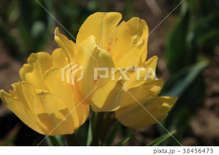黄色のチューリップ 黄色のチューリップ 38456473