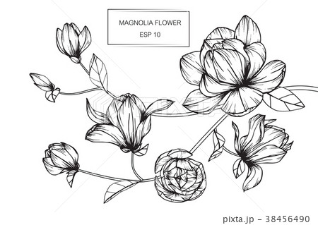 Magnolia flower drawing illustration. - Stock Illustration [38456490] -  PIXTA