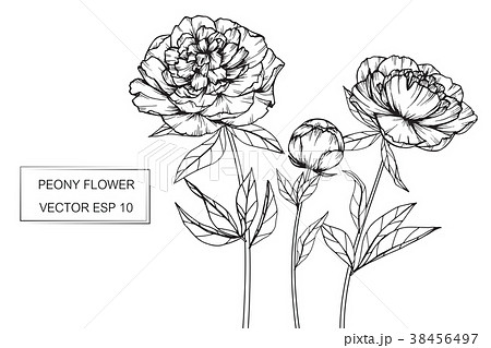 Peony flower drawing illustration. Peony flower drawing illustration. 38456497
