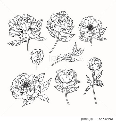 Peony flower drawing illustration. Peony flower drawing illustration. 38456498