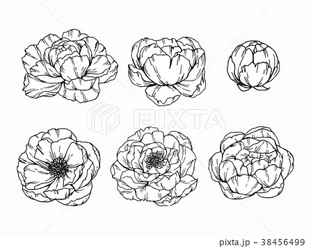 Peony flower drawing illustration. Peony flower drawing illustration. 38456499
