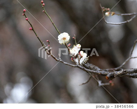 白梅　八重冬至　偕楽園 38456566