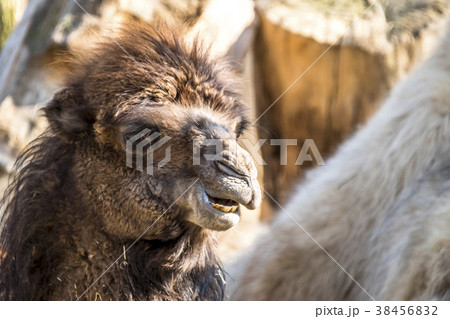 Close up of a camel chewing 38456832