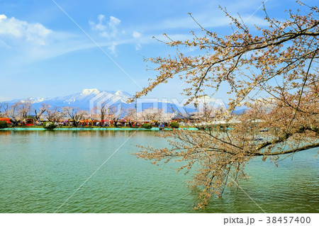 臥竜公園の桜４ 38457400