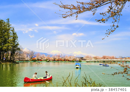 臥竜公園の桜５ 38457401