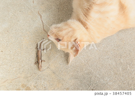 猫とトカゲ 38457405