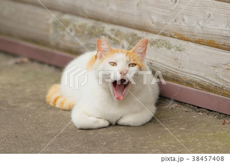 ねこ 38457408